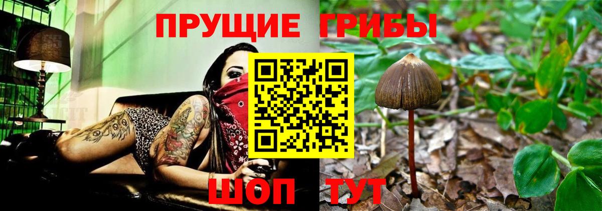 Псилоцибиновые грибы Psilocybe Советская Гавань